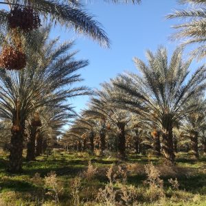 tamarind plantations