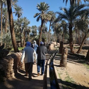This image depicts a group of people walking along a path in a palm grove