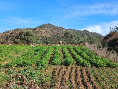 cultivation field