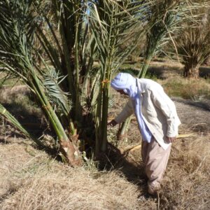 farmer near the palm trees and plantations