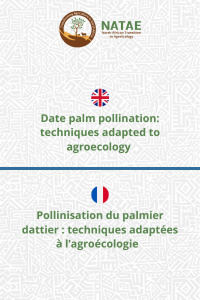 Date palm pollination techniques adapted to agroecology